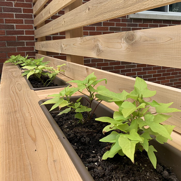 Chelsea Laurèn's sweet potato vines are starting to grow in her new, homemade planter!